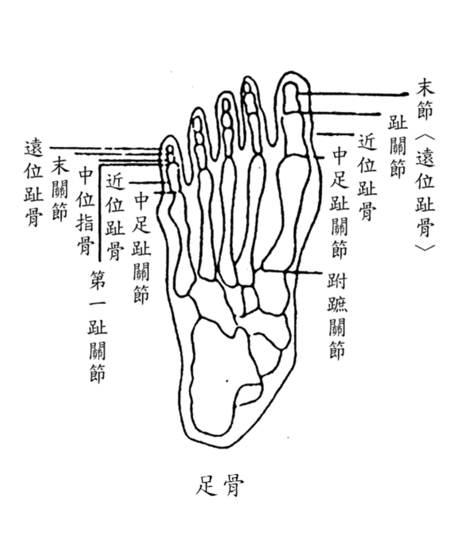 足骨關節-此圖說明腳骨內各關節的名稱