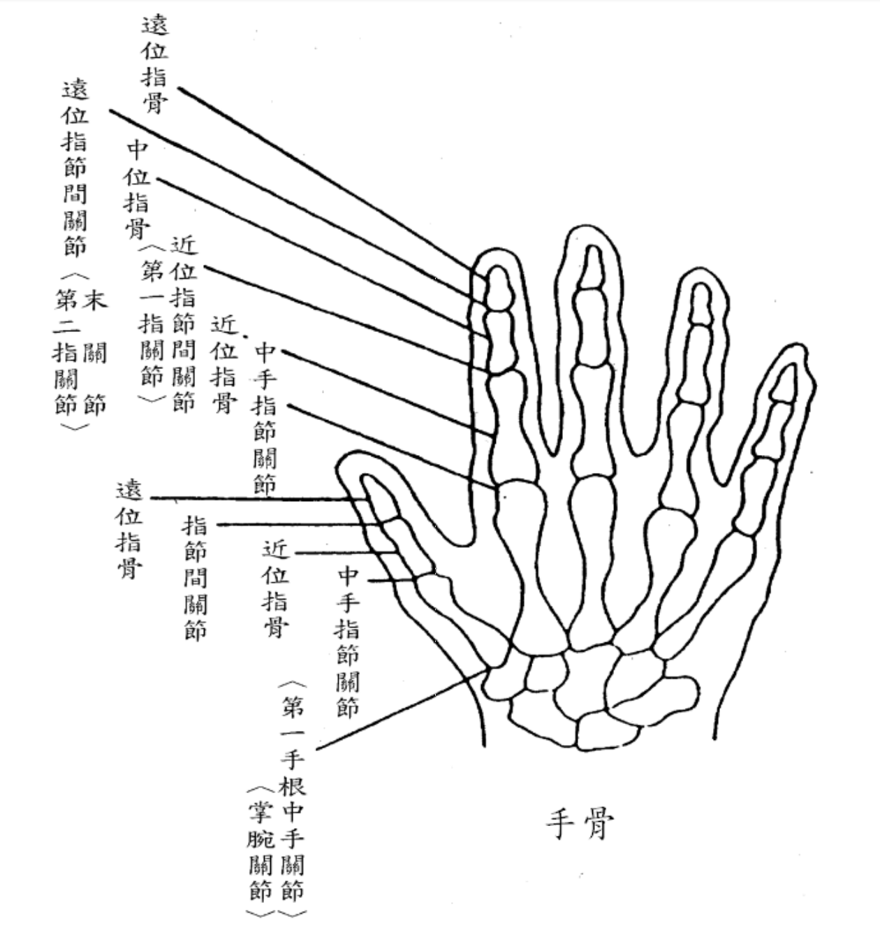 手骨關節-此圖說明手骨內各關節的名稱